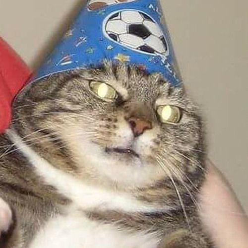 funny cat with a wizard hat